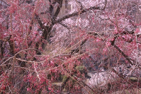 6405-15.3.31八重紅枝垂れ桜手前　バックに祇園枝垂れ桜少し.jpg